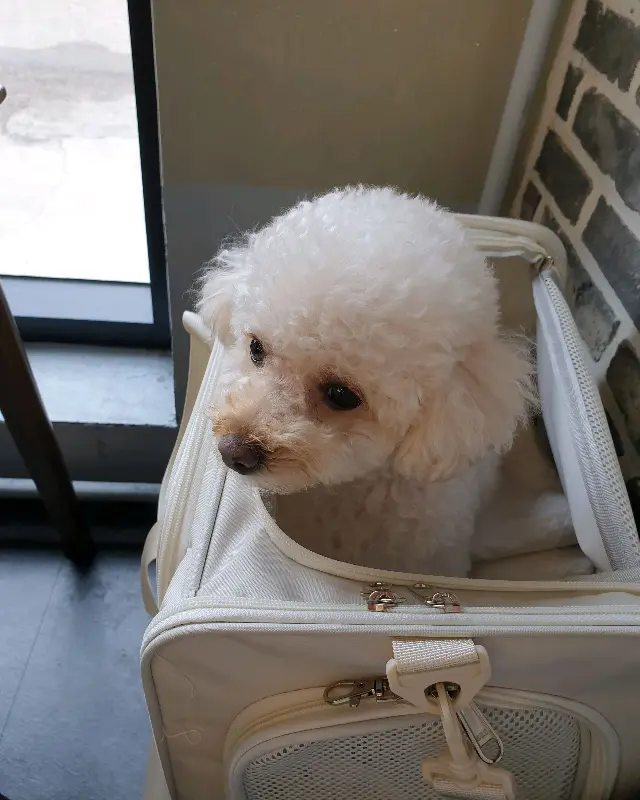 강아지 동반이 가능한 식당