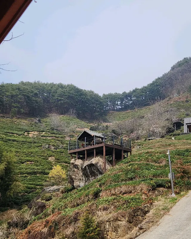 도심다원 주변의 녹차 밭 풍경