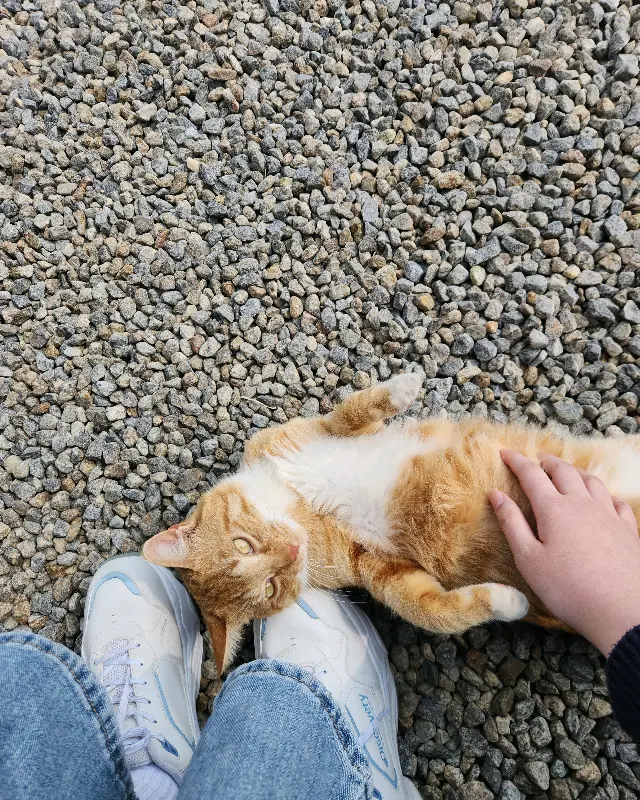 도심다원에서 만난 귀여운 고양이