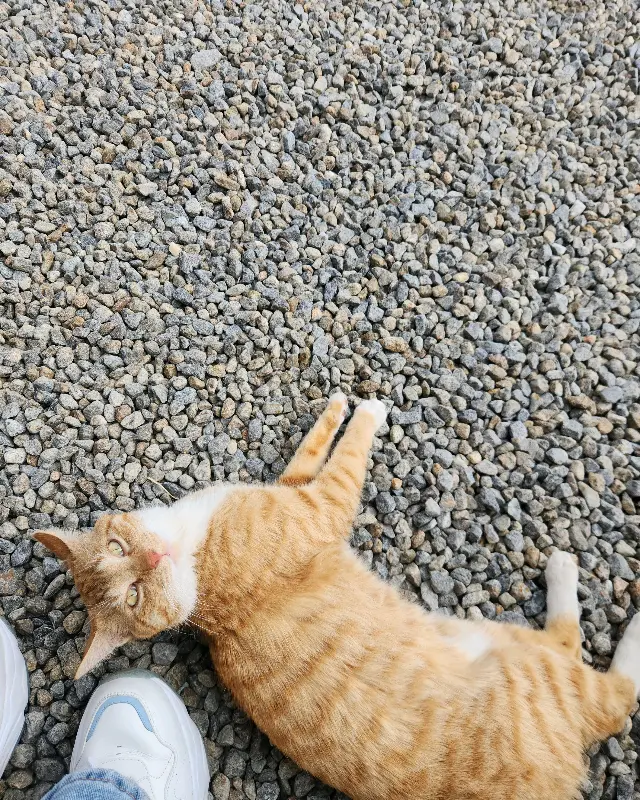 도심다원의 마스코트, 고양이