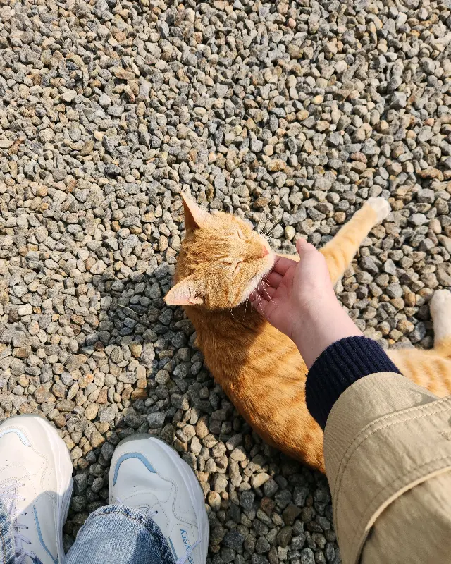 고양이 쓰다듬기