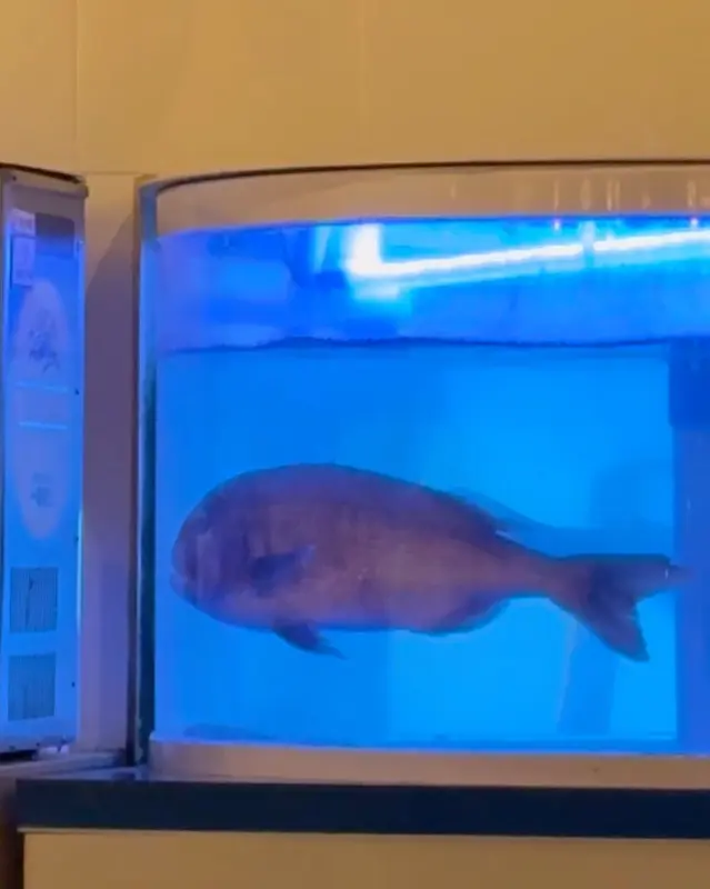 싱싱한 활어가 헤엄치는 수족관