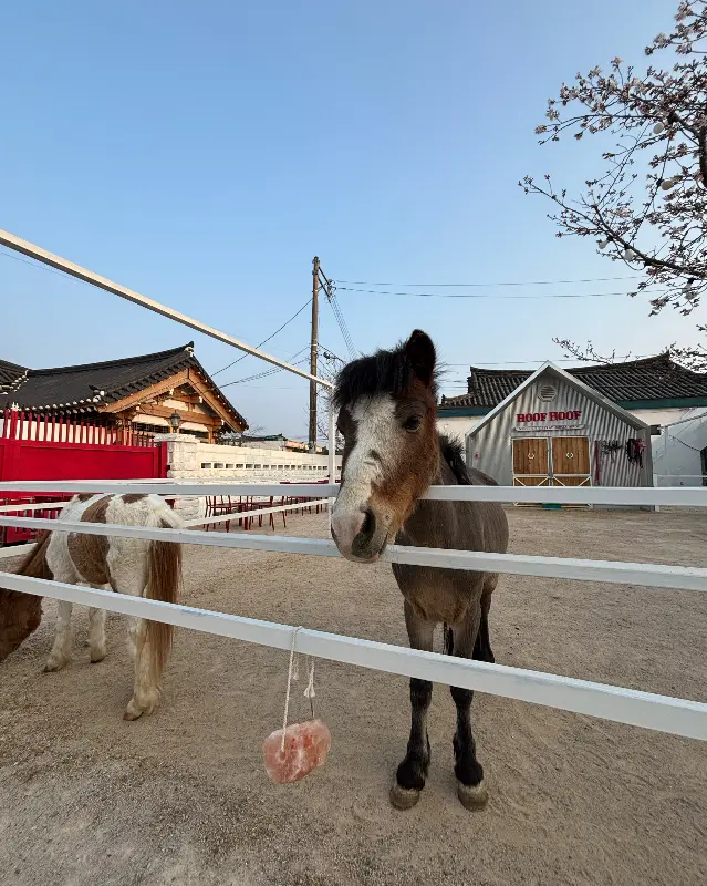 조랑말에게 당근 주기 체험