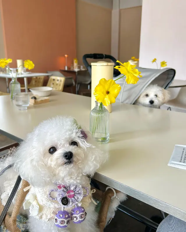 강아지와 함께 할 수 있는 '운치'