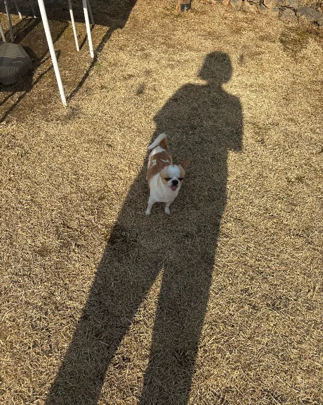 카페 문 야외 잔디밭에서 즐거운 시간을 보내는 강아지