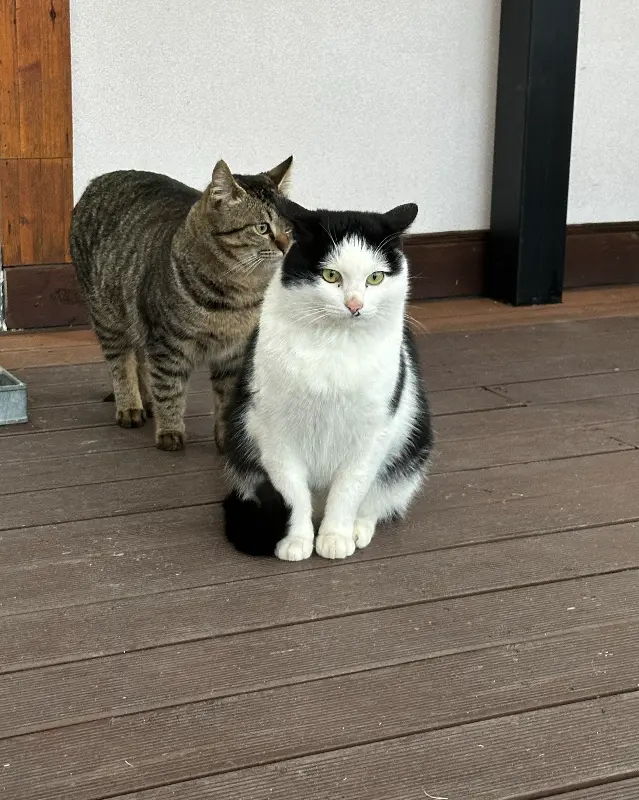 카페 소나무의 마스코트 고양이