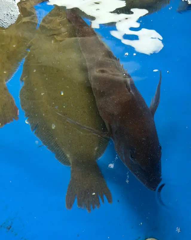 싱싱한 활어들이 가득한 수족관