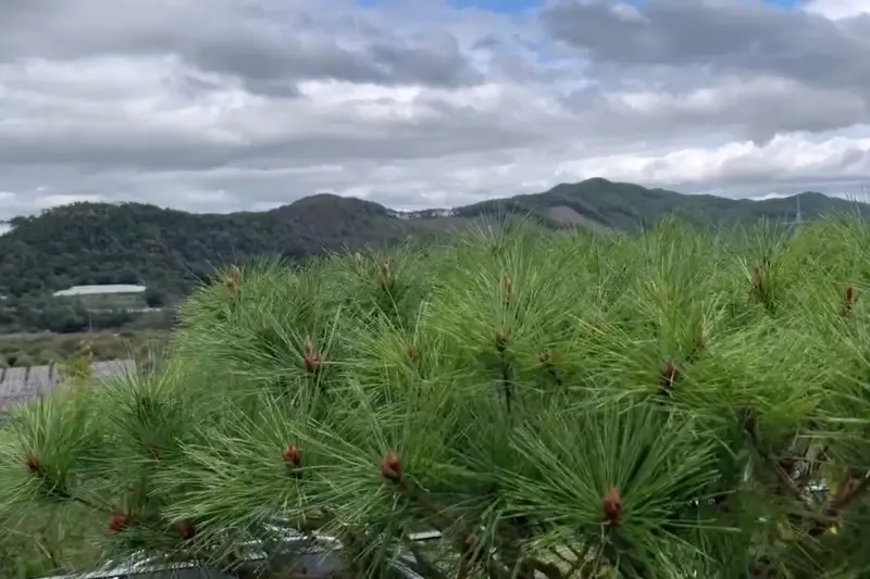 카페 시루산에서 바라본 풍경