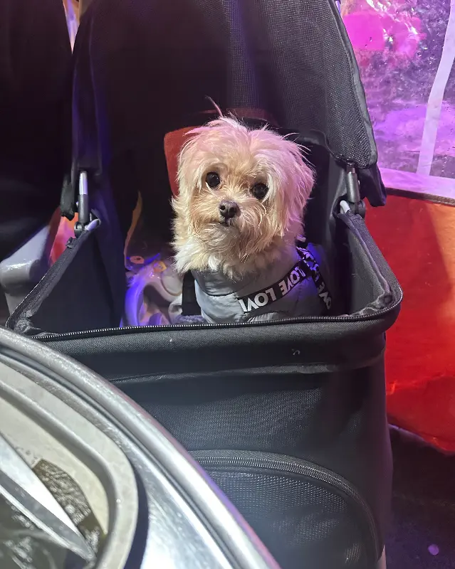 강아지를 위한 개모차