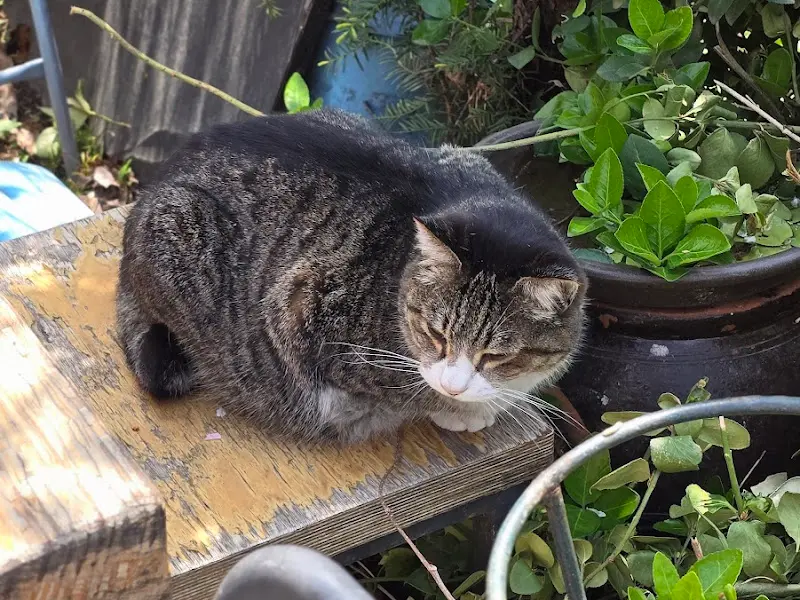 식당 주변에 있는 고양이