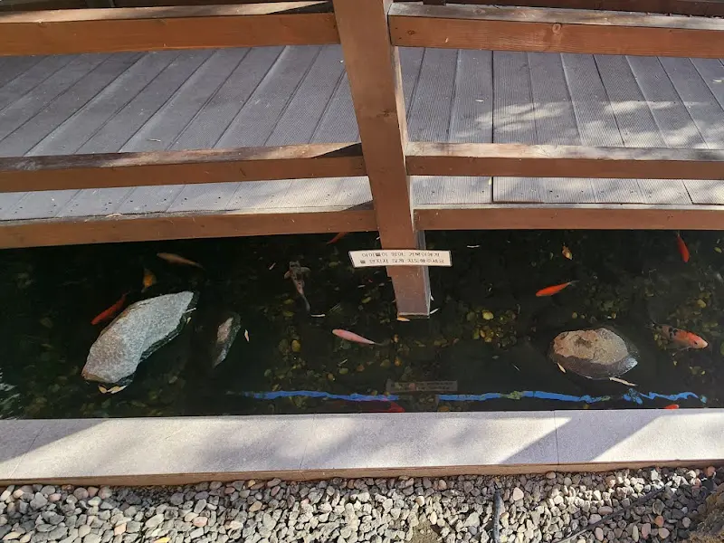 연못 속 거북이