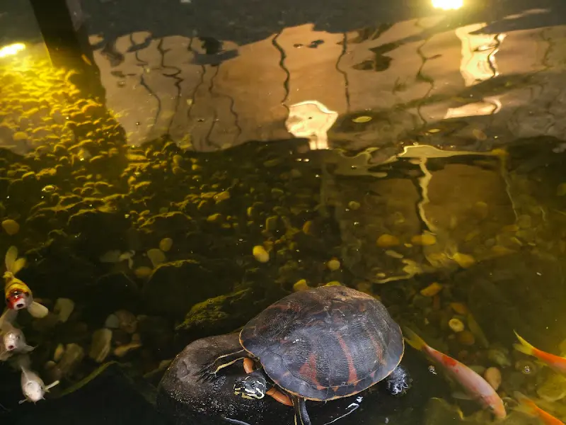 연못 속 물고기