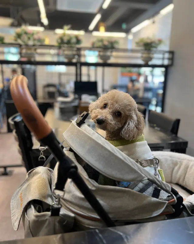 애견 동반이 가능한 모습