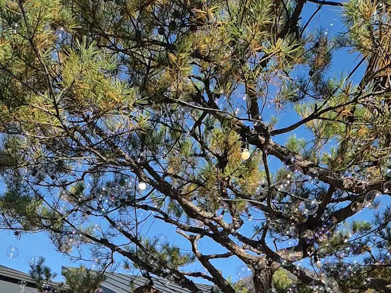 묵리라떼와 들기름 파스타