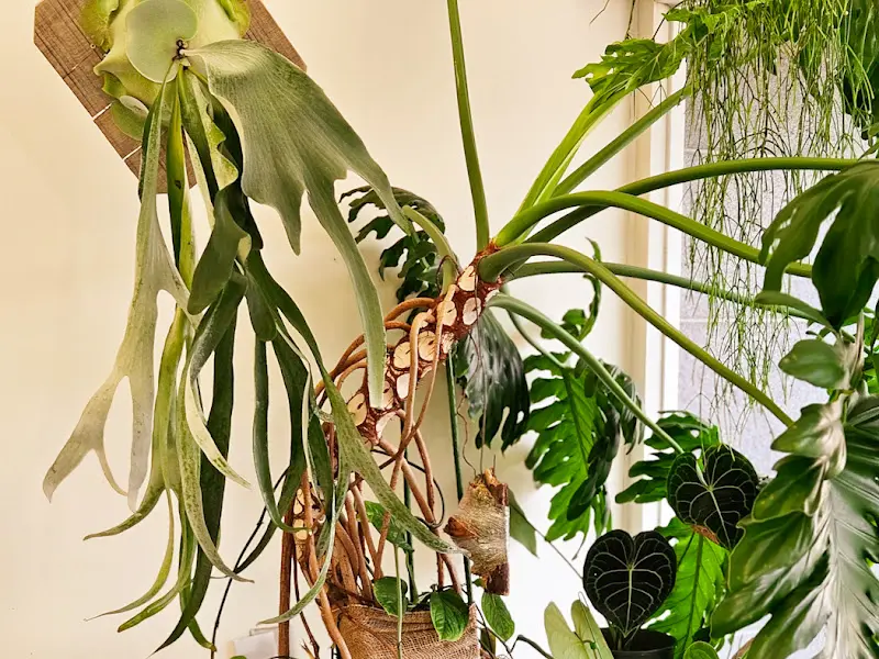 카페 내부 플랜테리어