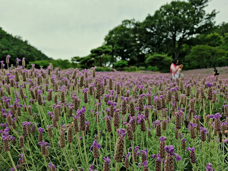 보랏빛 라벤더 밭