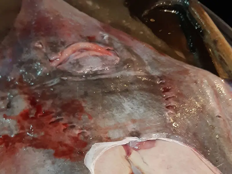 손질되기 전 홍어의 모습