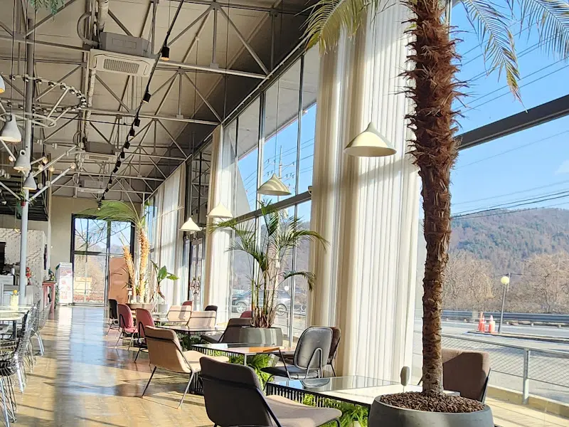 카페 내부의 야자수 화분