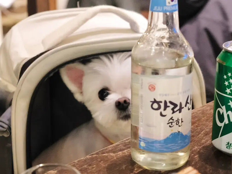 강아지와 술