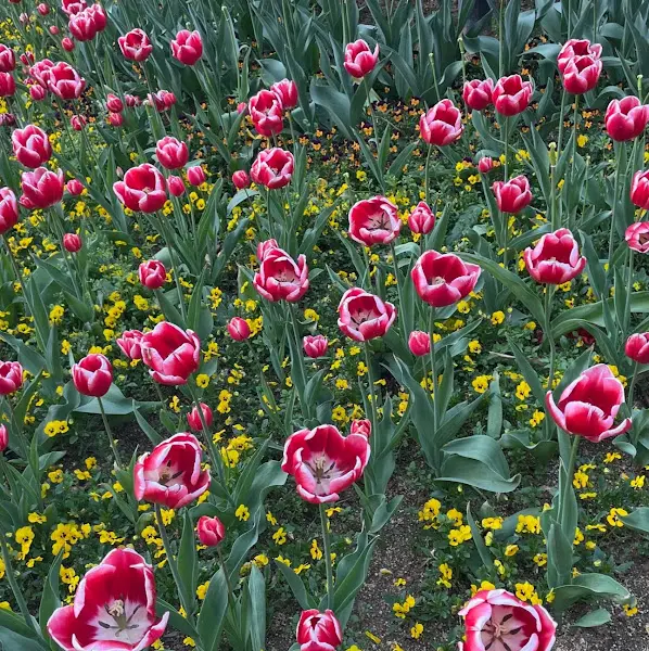 싱그러운 튤립 정원의 모습