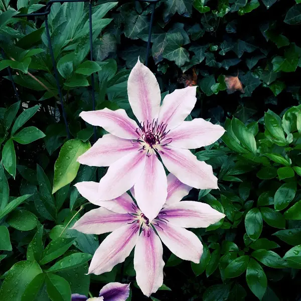 정원의 아름다운 꽃