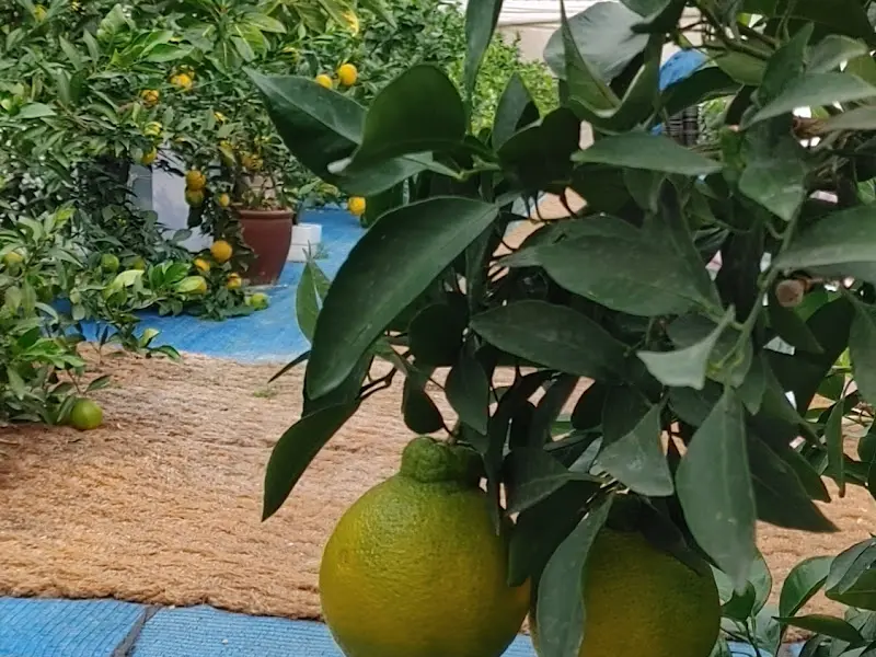 레몬 농장 풍경