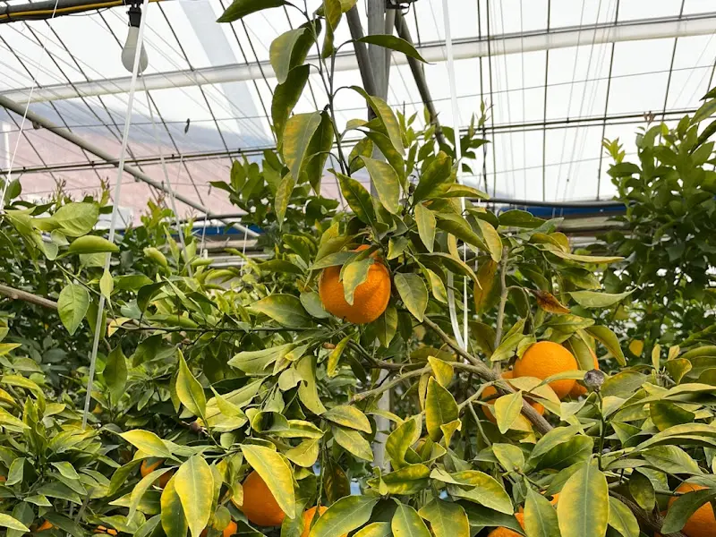 탐스러운 한라봉