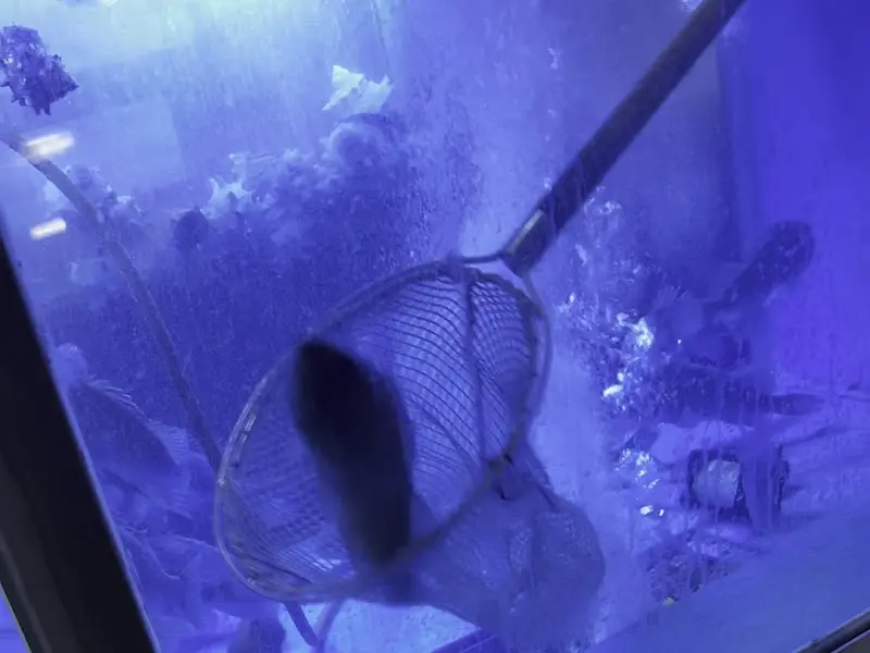 수조 안의 고등어