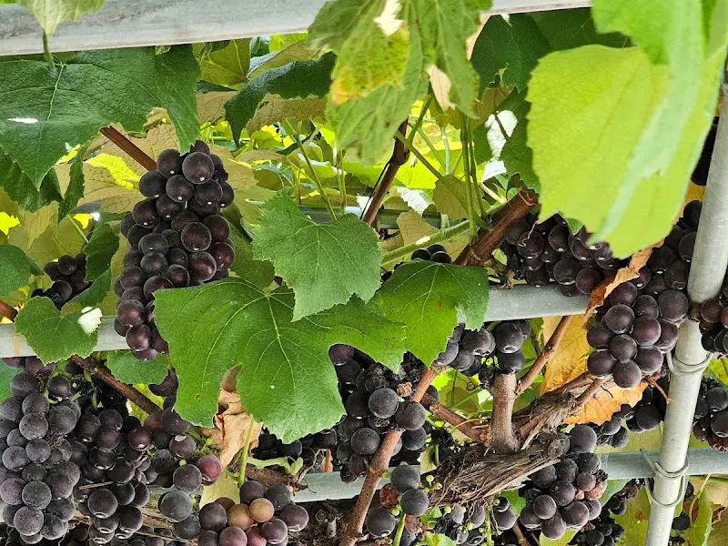 카페 주차장에 탐스럽게 열린 포도