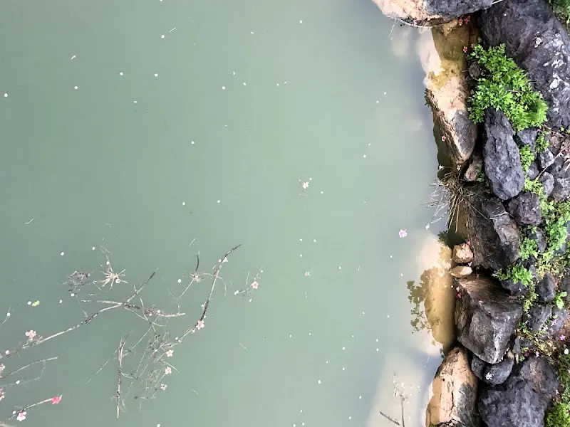 카페 주변의 연못