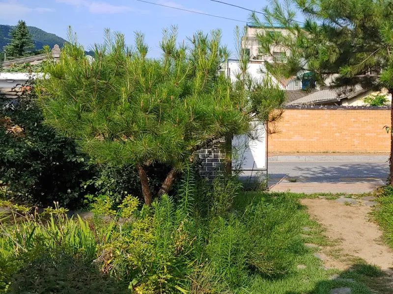 달보다가 주변 풍경, 푸르른 나무들과 고즈넉한 담벼락이 조화롭게 어우러져 있다.