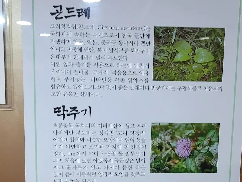 곤드레와 떡주기에 대한 설명