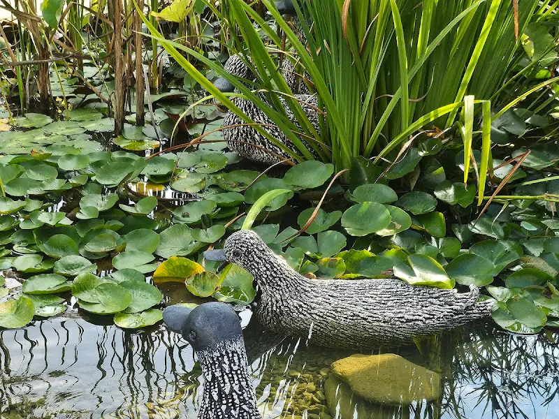 연못의 오리 조형물