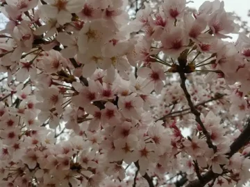 추억이 깃든 시골 5일장, 그 깊은 풍미의 순대국밥 “맛집” 기행