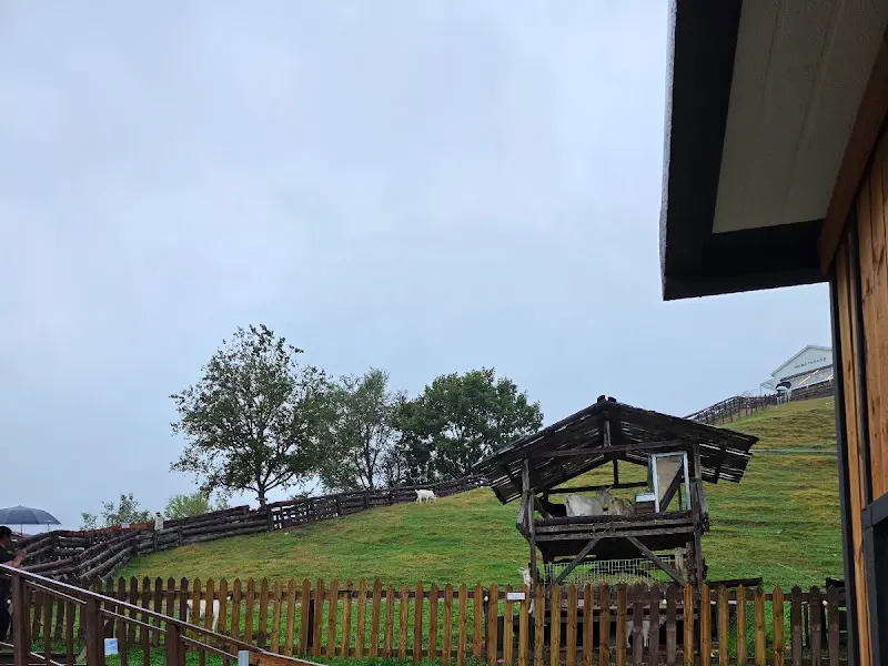 산양들이 풀을 뜯어먹고 있는 모습