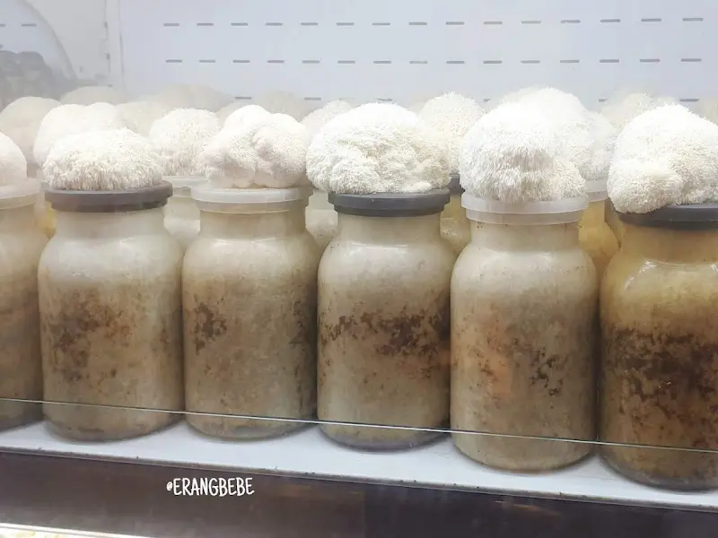 직접 재배하는 버섯