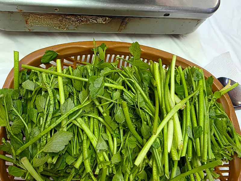 싱싱한 미나리 한 바구니