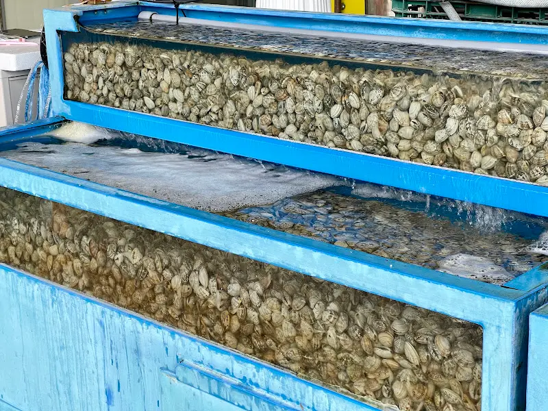 수조 가득한 바지락의 모습