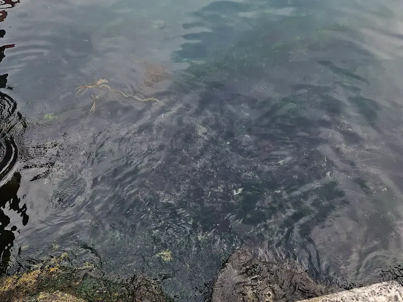 맑은 바닷물 속, 해초들이 흔들리는 모습