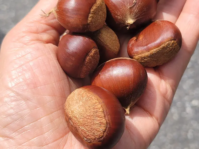 복골올갱이 식당 내부2