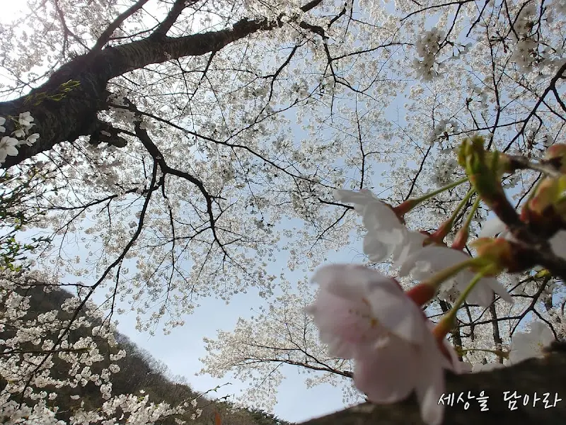 벚꽃이 가득한 풍경