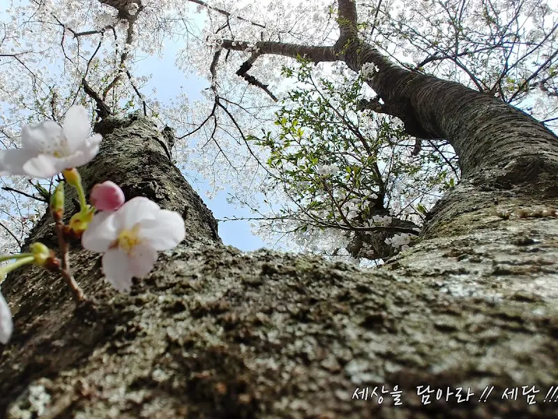 벚꽃 나무 아래에서