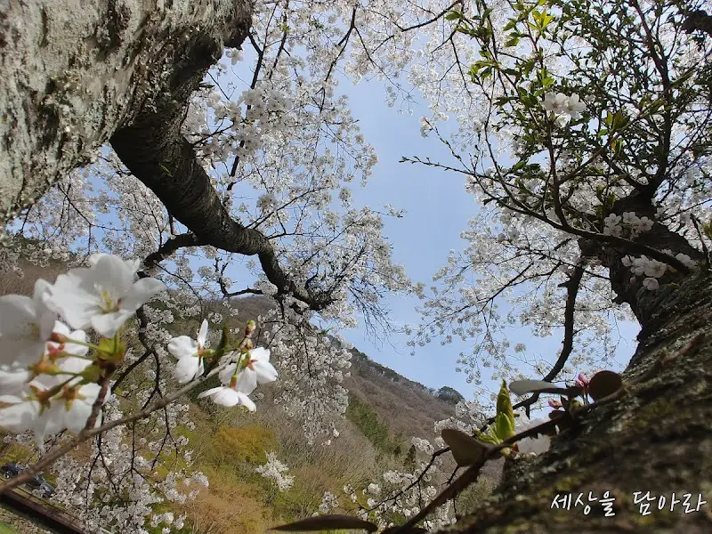 하늘을 가득 채운 벚꽃