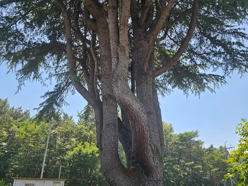 가게 옆 큰 나무