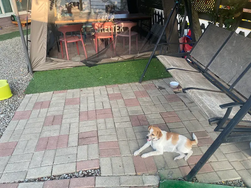 해뜨는집 강아지