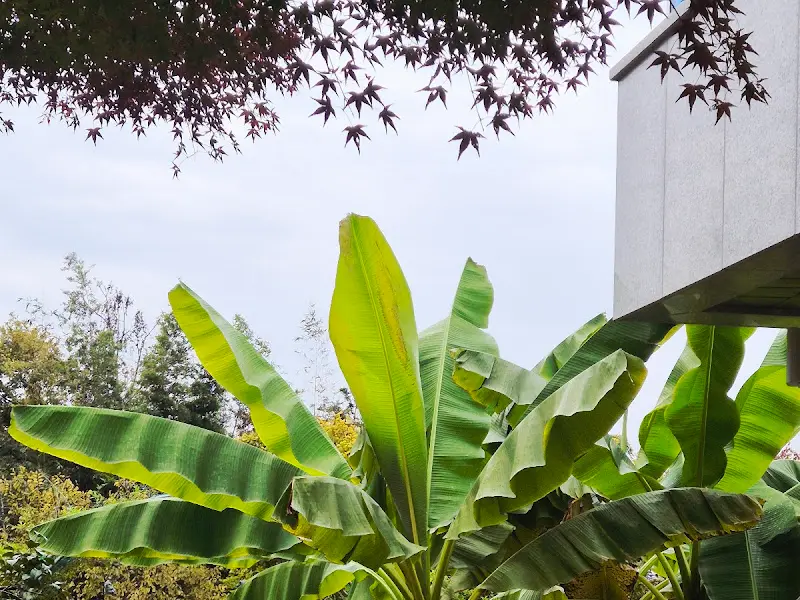 카페 건물 옆의 바나나 나무