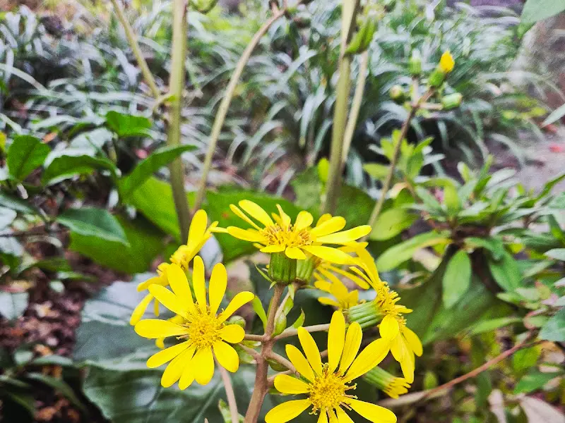 노란 꽃 클로즈업