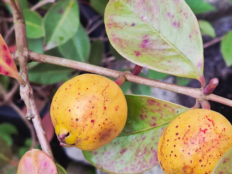 정원에 열린 과일