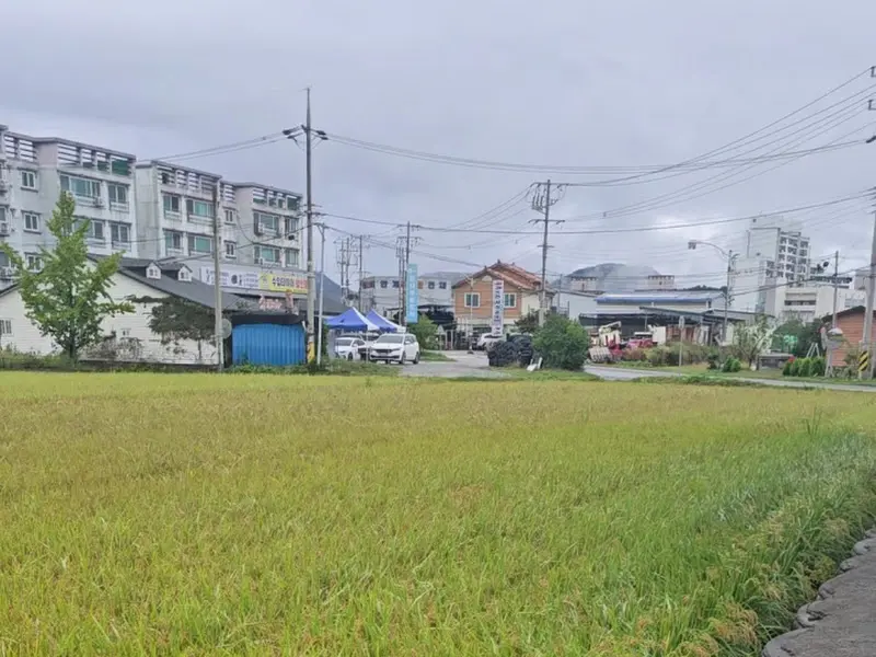 카페 스윗띵 앞 논밭 풍경