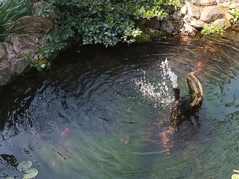 정원의 작은 연못